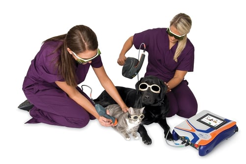 EVO MLS Therapy Laser with Dog and Cat